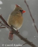  Cardinal in Snow