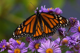 Monarch on Asters