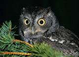 Screech owl 2