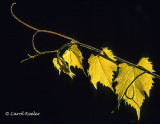 Backlit Grape leaves