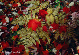 Red Leaves and Ferns