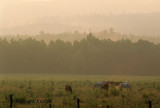 Horses Near Saranac Lake