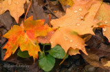 Leaves with droplets