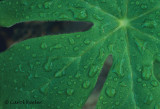 Mayapple Leaf with Raindrops