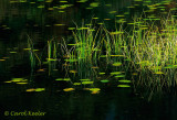 Cattails and Lilypads