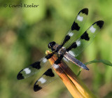 Twelve Spotted  Skimmer Dragonfly