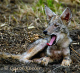 Coyote Yawn