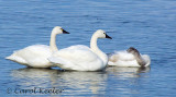 Tundra Swans on Owasco Lake