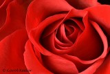 The Exquisite Red Rose