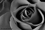 Rose Line and Form