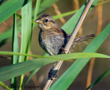 Juvenile Field Sparrow