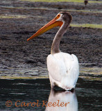 White Pelican at Montezuma