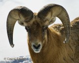 Great Horned Sheep Portrait