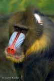 Mandrill Baboon