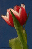  Red Tulip -Artistic Rendering