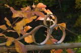 Virginia Creeper on Fence