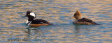 Hooded Merganser Couple