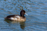 Gallery:Scaup