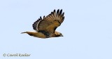 Red Tail Hawk in Flight