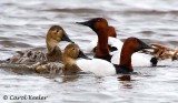 Canvasback Couples