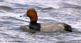 Redhead on the Move