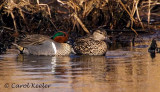 Green Wing Teal Couple