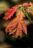 Oak Leaves Emerging