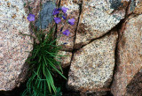 Harebells Among the Granite Boulders