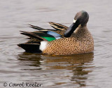 Blue Wing Teal Preening