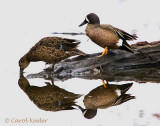 Reflections-Blue Wing Teal Couple