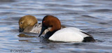 Canvasback Display