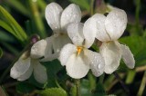 Sweet White Violets