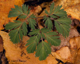 Squirrel Corn Leaves with Dewdrops