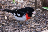 Rose Breasted Grosbeak