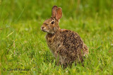 Eastern Cottontail-Mr. Hungry
