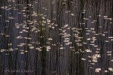 Lilypads and Reeds