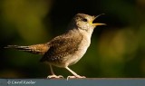 House Wren