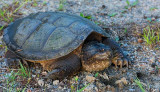 Snapping Turtle