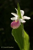 Showy Ladyslipper