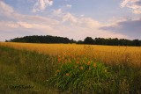 Daylilies and Wheat