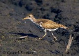 Spotted Sandpiper Strolling Along