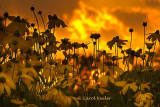 Coneflowers at Sunset