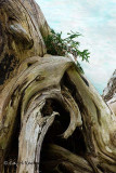 Cedar Regeneration