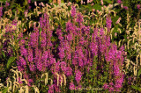 Loosestrife Bouquet