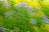 Asters and Goldenrod