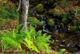 Ferns by the Stream