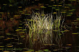 Grass Reflections