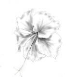 flower sketch.jpg