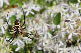 Supper Over Honeysuckle