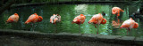 Non-Conforming Flamingo